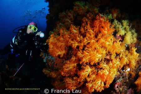 We need more color in our life... by Francis Lau 