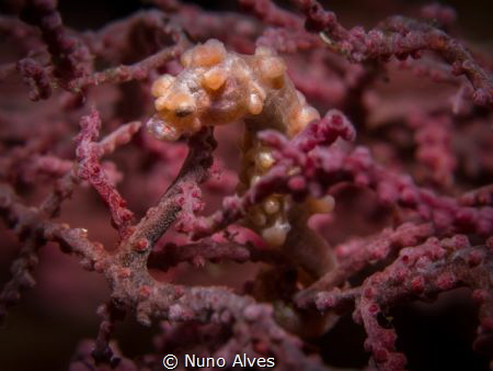 Pigmy seahorse in the Liberty Wreck, Tulamben by Nuno Alves 