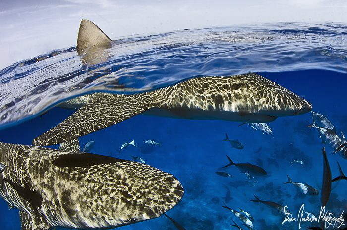 Lemon and Reef Sharks at the surface at Tiger Beach - Bah... by Steven Anderson 