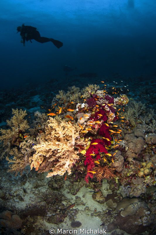 Postcard from the Red Sea by Marcin Michalak 