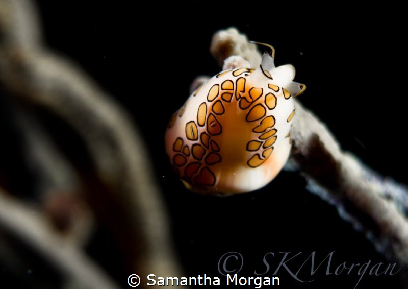 Flamingo Tounge, Grand Cayman. Night dive at Light House ... by Samantha Morgan 