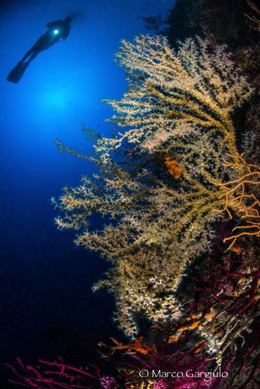 Cristina near the yellow seafan by Marco Gargiulo 