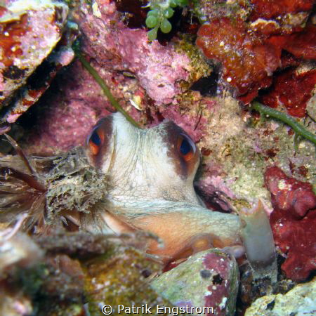 octopus in the den by Patrik Engstrom 