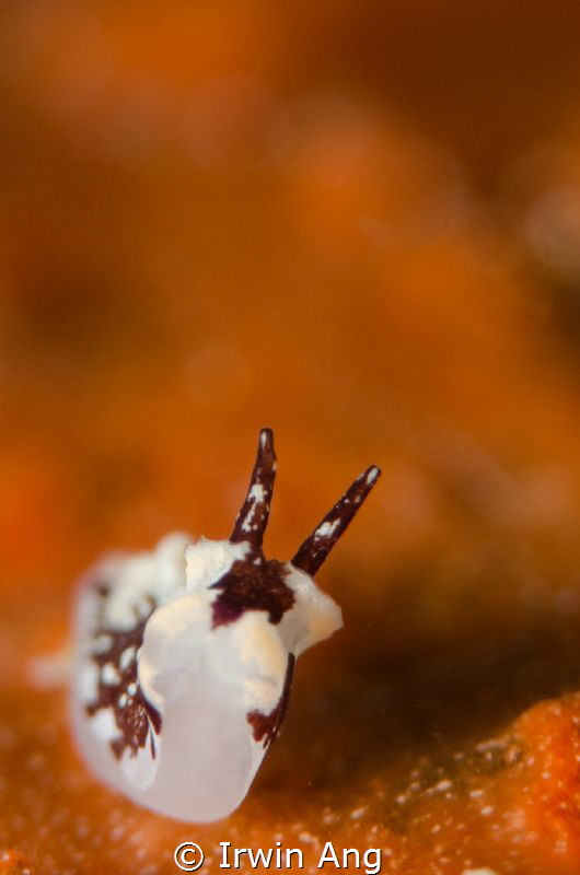 H E A D - UP
Nudibranch (Goniodoridella sp) less than 3m... by Irwin Ang 