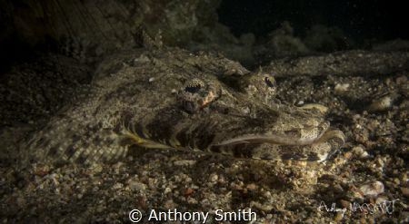 Crocco by Anthony Smith 