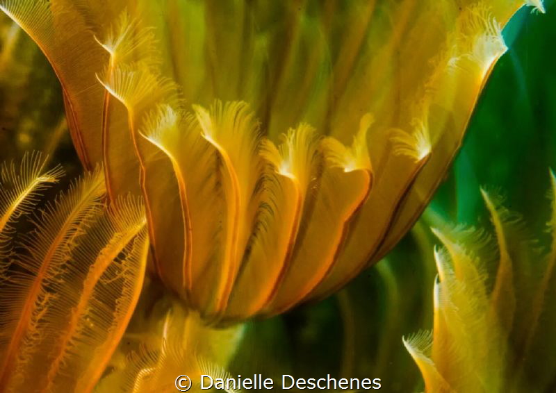 Feather duster by Danielle Deschenes 