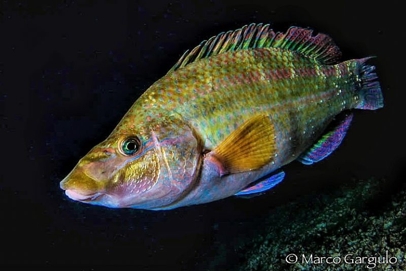 Symphodus pavo by Marco Gargiulo 