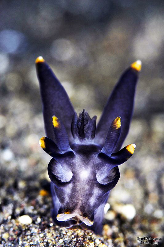 Batman nudibranch by Iyad Suleyman 