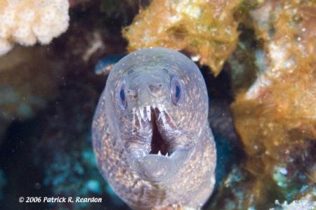 Full frame moray eel, Maui, Hawaii. by Patrick Reardon 