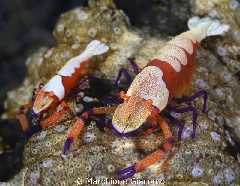 Periclimenes Imperator
Nikon D800E, 105 bmacro
Seacam H... by Marchione Giacomo 