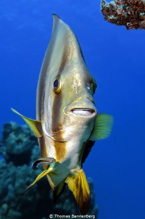 Just a Little Smile

NIKON D7000 in a Seacam "Prelude" ... by Thomas Bannenberg 