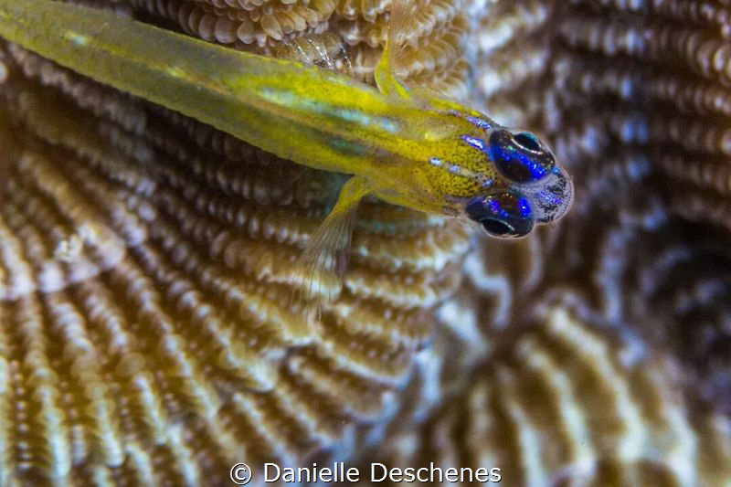 Protecting his home by Danielle Deschenes 