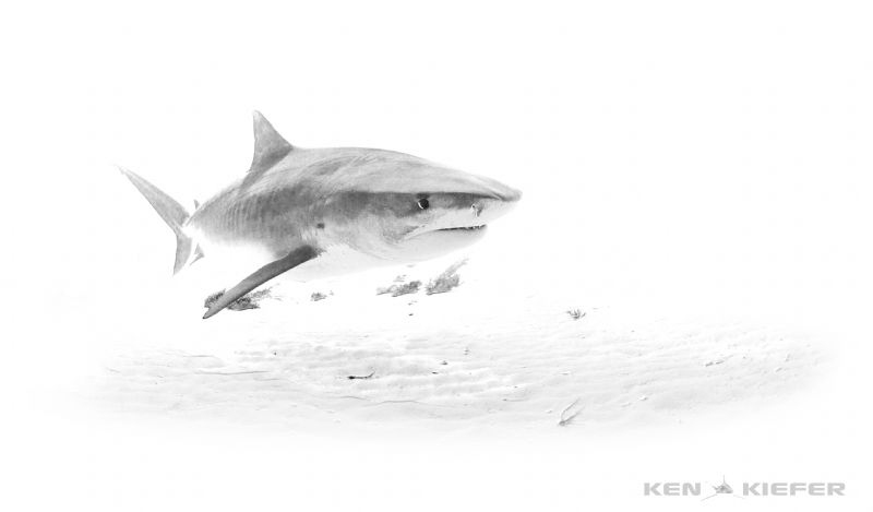 Tiger Shark in the Bahamas
Canon 5D3 w 8-15mm
 by Ken Kiefer 