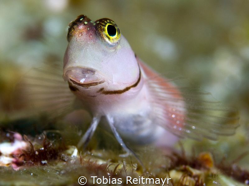 Blenny at Koh Tachai by Tobias Reitmayr 