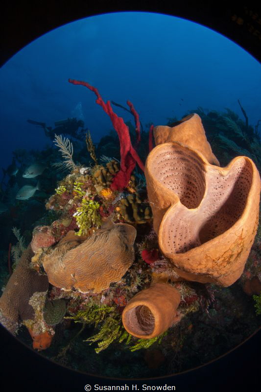 North Wall Reef Scene, Grand Cayman by Susannah H. Snowden 