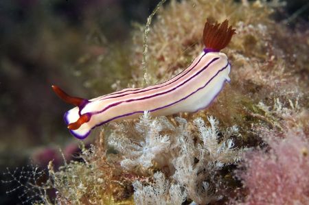 Found under the wreck of the Yongala. GBR by Andy Lerner 