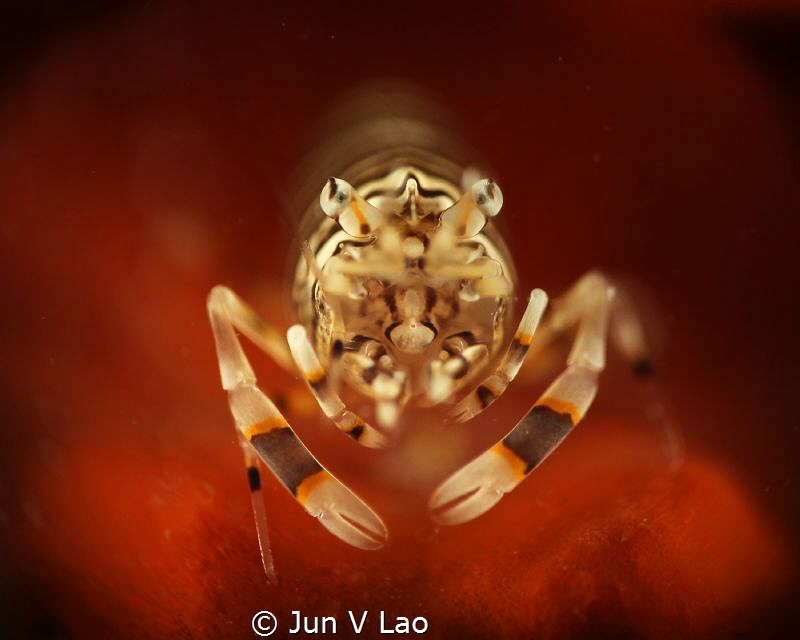 Red Carpet :D by Jun V Lao 