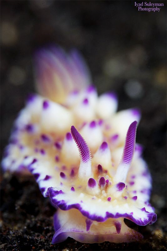 Mexichromis Multituberculata by Iyad Suleyman 