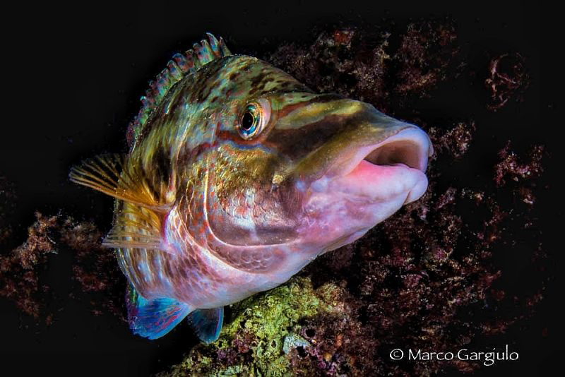 Nice to meet you by Marco Gargiulo 