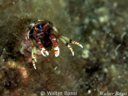 In my house by Walter Bassi 