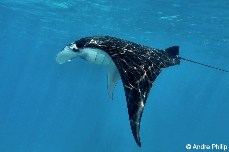 "The Game of Sun Rays"  on the skin of a Manta Ray by Andre Philip 