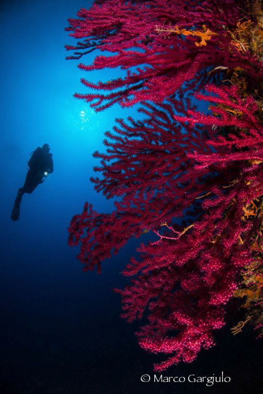 Red SeaFans by Marco Gargiulo 