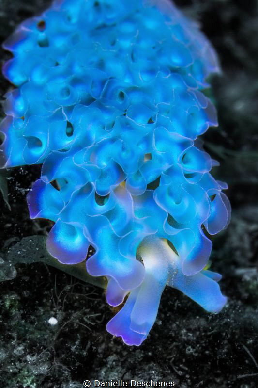 blue lettuce slug by Danielle Deschenes 