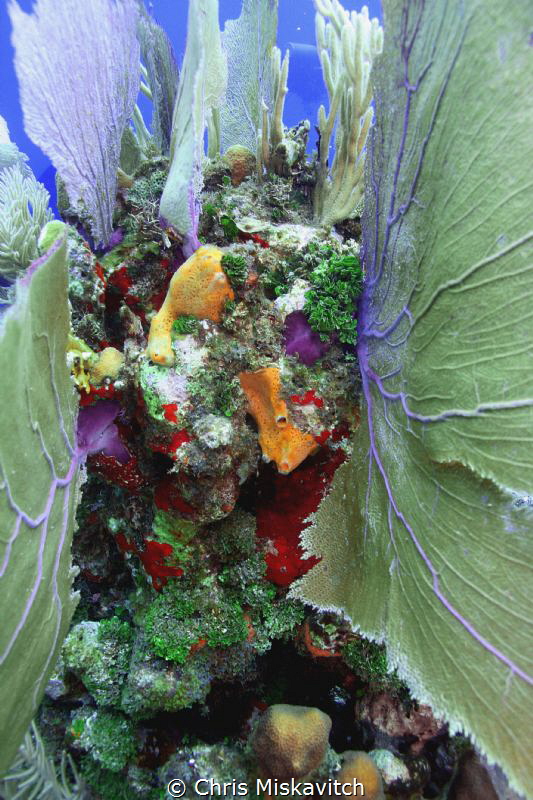 Sea Fan by Chris Miskavitch 