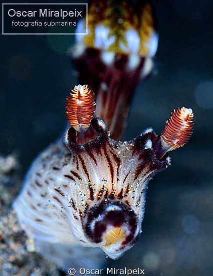 nudi portrait by Oscar Miralpeix 