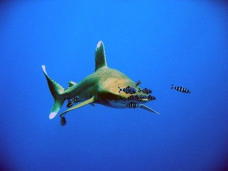 Oceanic White Tip at Elphinstone Reef -Marsha Shagra. by Wijnand Plekker 