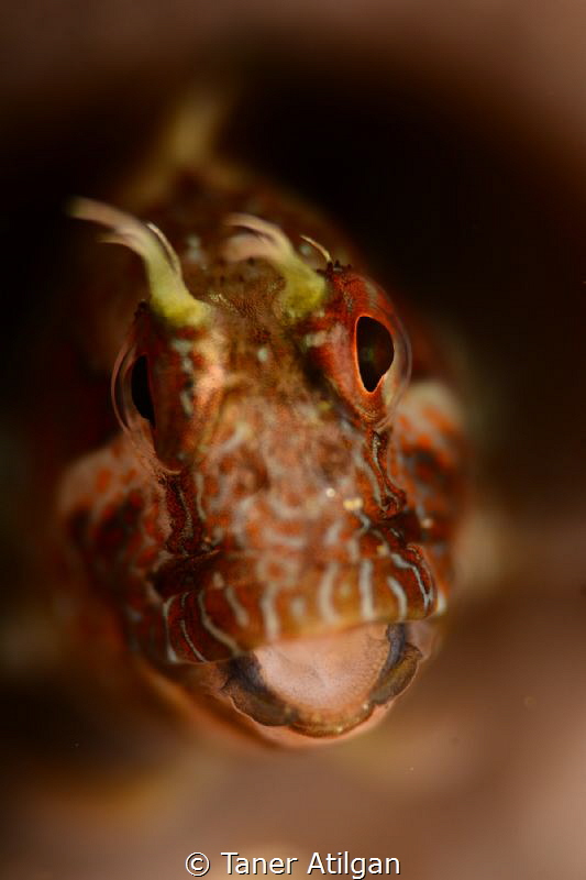 Little Blenny from Yassiada/Istanbul by Taner Atilgan 