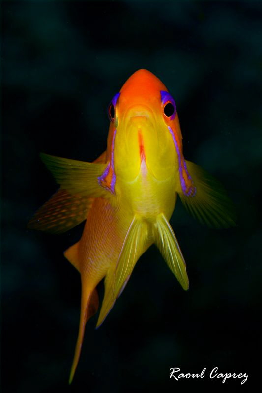 Colours in the dark by Raoul Caprez 