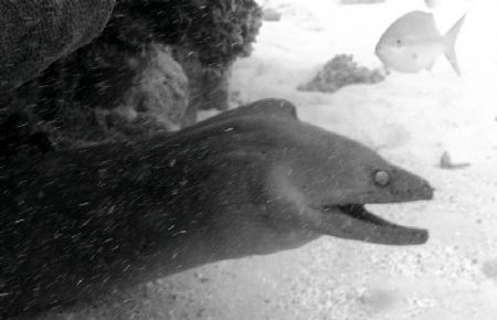 Eel by Kelly N. Saunders 