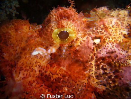 scorpion fish during a night dive in Bluff point. Takes w... by Fuster Luc 