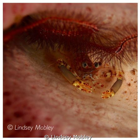 Crab under a brittle star. Taken with the Olympus TG-2 PnS by Lindsey Mobley 