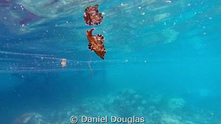 Spanish Dancer @ Bohey Dulang Island, Malaysia by Daniel Douglas 