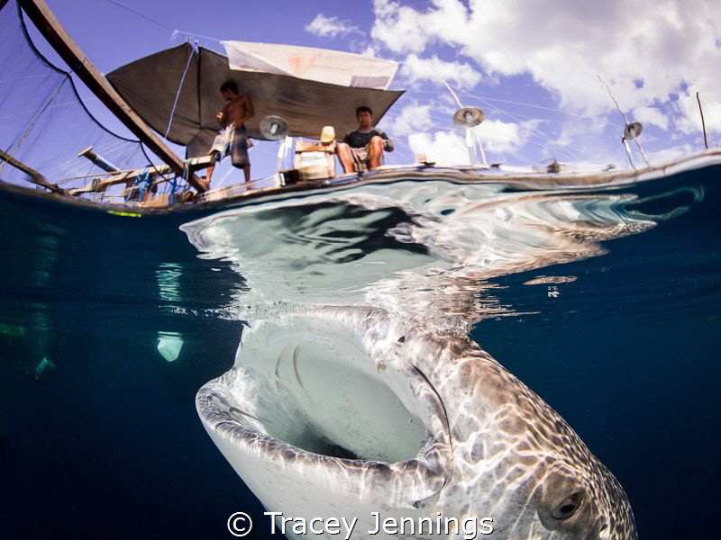 Interaction between fishermen and whale sharks in Papua, ... by Tracey Jennings 