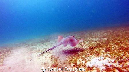 Dasyatis Kuhlii @ Kapas Island, Malaysia by Daniel Douglas 