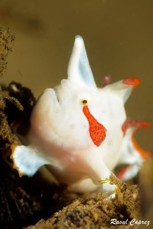 Tiny Frogfish
 by Raoul Caprez 