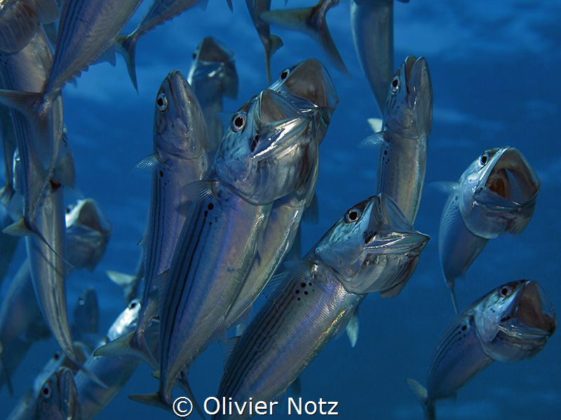 Always amazing to watch them filter the water by Olivier Notz 