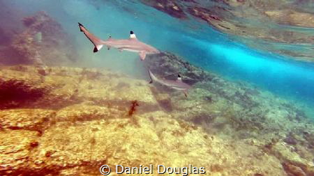 Blacktips @ Perhentian Island, Malaysia by Daniel Douglas 