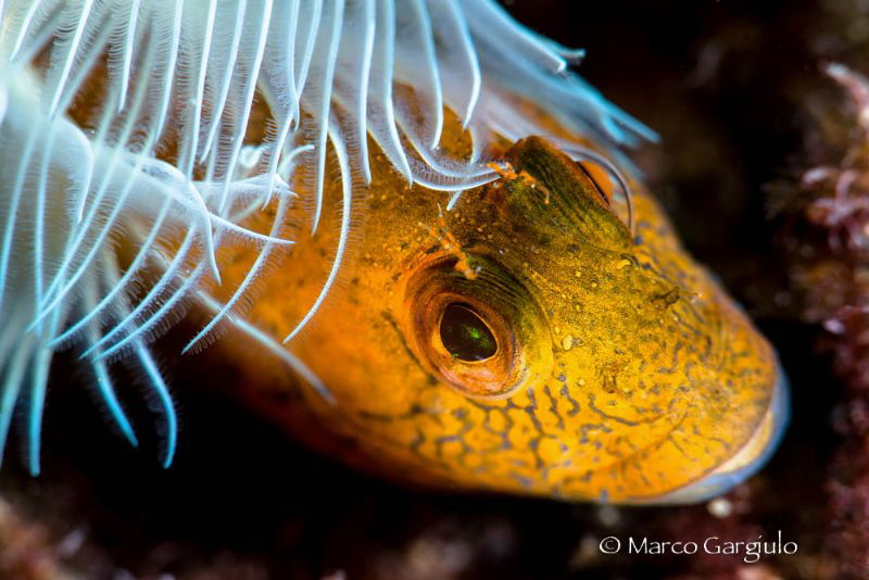 Fashion Blenny by Marco Gargiulo 