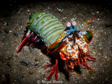 Mantis shrimp by Nuno Alves 