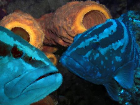 Face to Face: This is a combination of 3 different photos... by Sheryl Checkman 