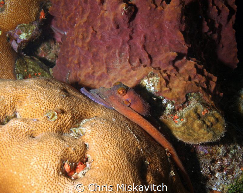 Reef Octopus by Chris Miskavitch 