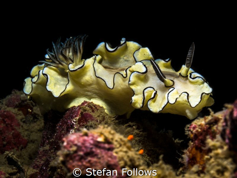 Outstretch ... ! Nudibranch - Glossodoris atromarginata. ... by Stefan Follows 