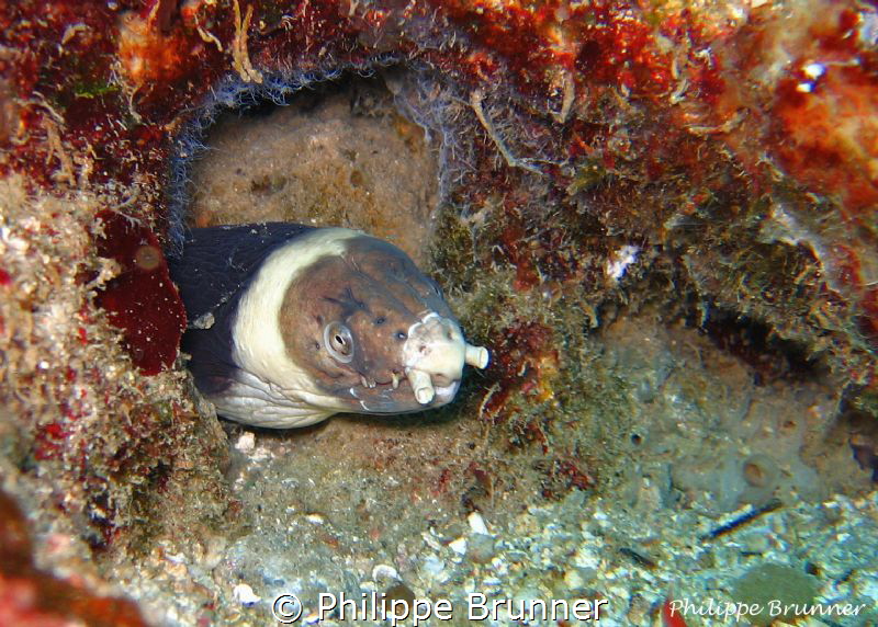 Moray by Philippe Brunner 