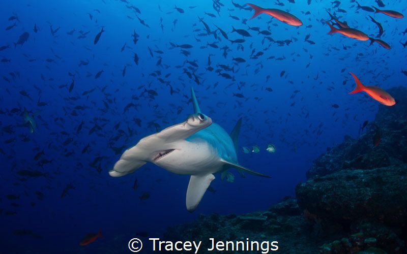 Cocos Surprise ... I was hiding behind a rock near a clea... by Tracey Jennings 