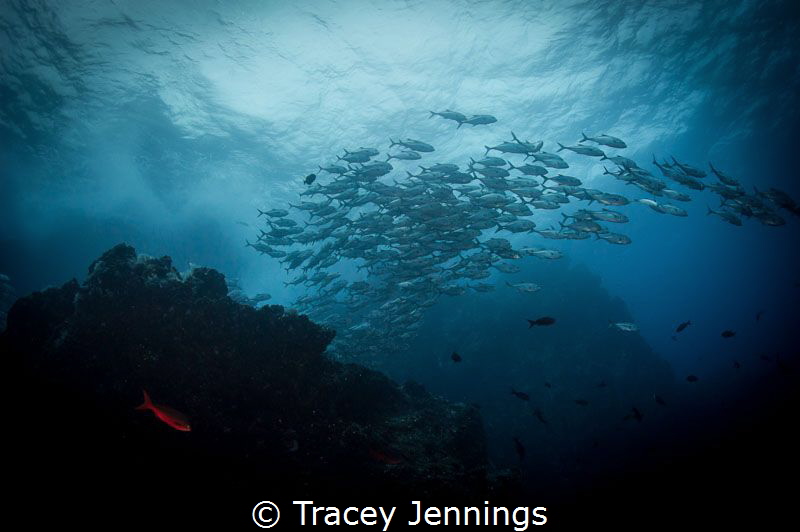 Red Fish .. Blue Fish. A waterfall of jacks .. at Dirty R... by Tracey Jennings 