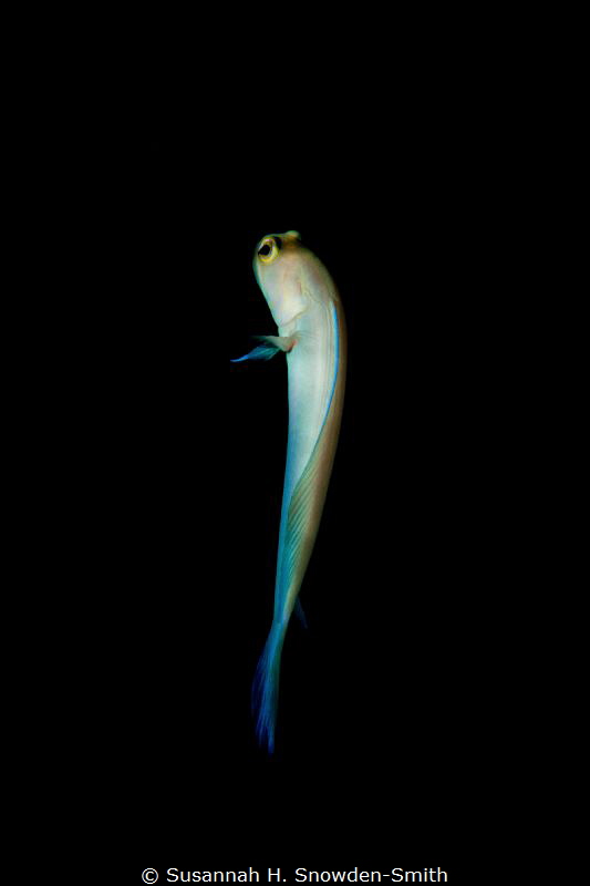 "Tiny Dancer"

A yellow headed jawfish hovers outside o... by Susannah H. Snowden-Smith 